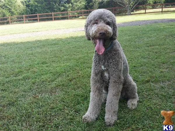 Goldendoodles stud dog