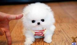 pomeranian puppy posted by monalisabritney