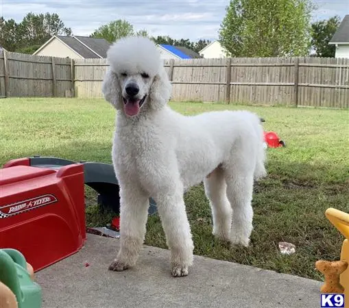 Poodle stud dog