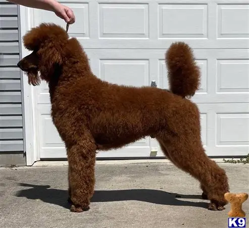 Poodle stud dog