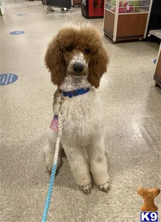 Poodle stud dog