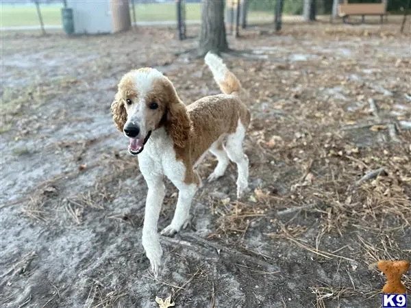 Poodle stud dog