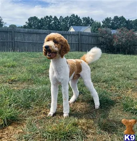 Poodle stud dog