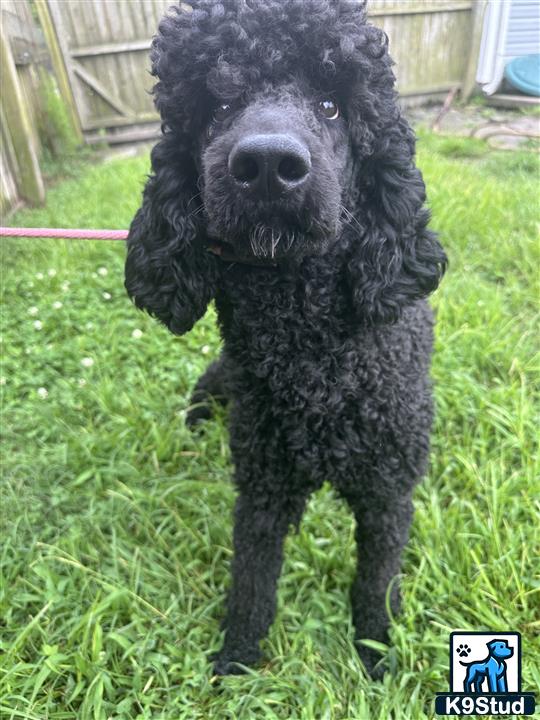 a black poodle dog standing on grass