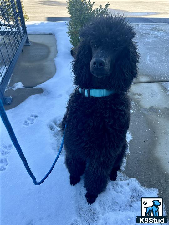 a black poodle dog on a leash