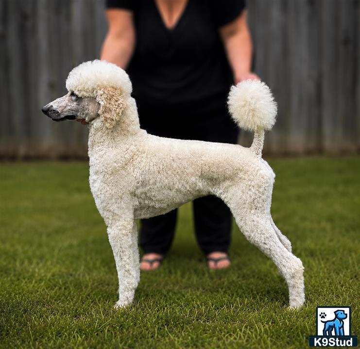 a poodle dog standing on grass