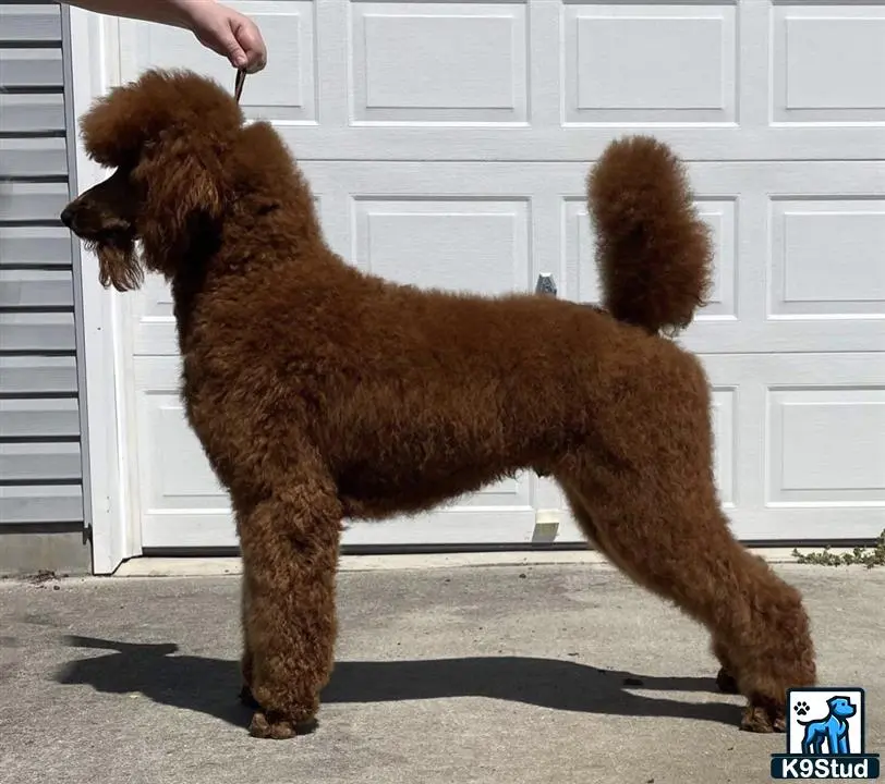 Poodle