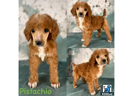a collage of a poodle dog
