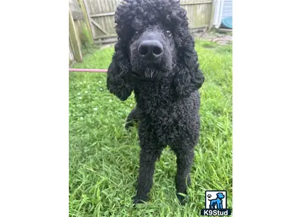 a black poodle dog standing on grass
