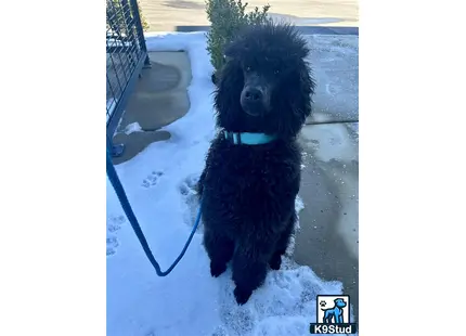 a black poodle dog on a leash