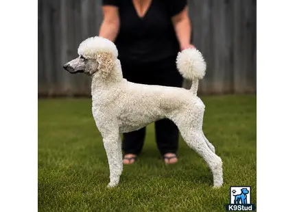 a poodle dog standing on grass