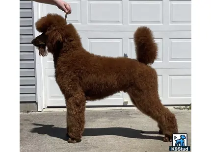 a poodle dog standing on its hind legs