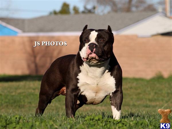 American Pit Bull stud dog