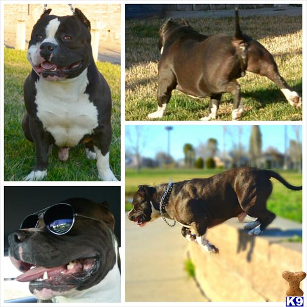 American Pit Bull stud dog