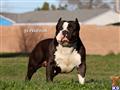 American Pit Bull stud dog: Muscular black and white American Pit Bull standing in grass