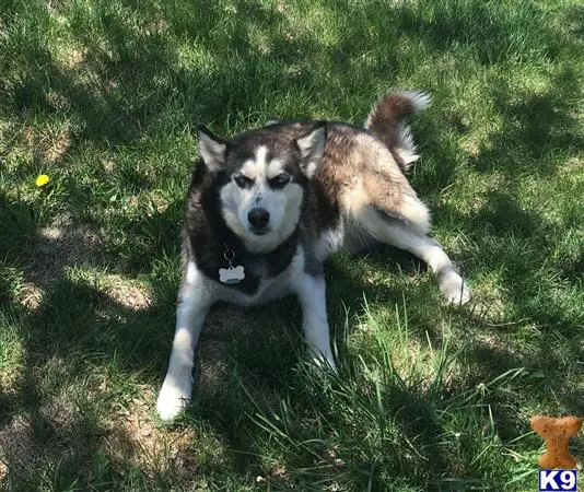 Siberian Husky female dog