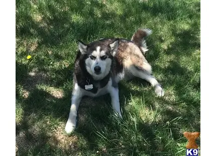 Siberian Husky