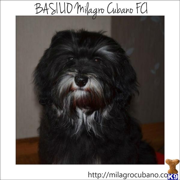 Havanese dog