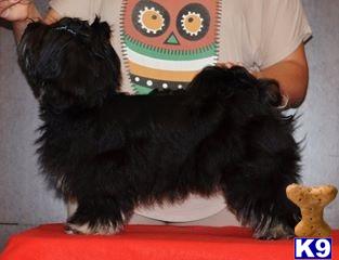 Havanese dog