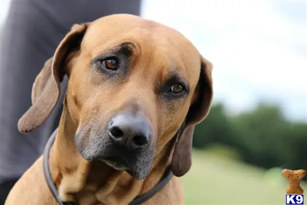 Rhodesian Ridgeback