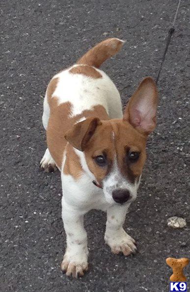 Jack Russell Terrier stud dog