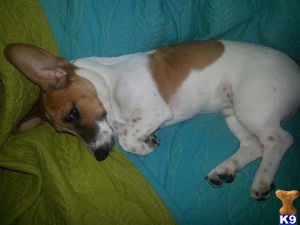 Jack Russell Terrier stud dog