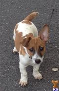 Jack Russell Terrier