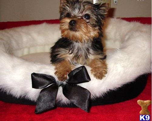 yorkie puppies for sale in massachusetts terrier puppies for sale in massachusetts yorkie puppies for sale in massachusetts terrier puppies for sale in massachusetts