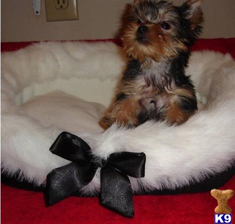yorkie puppies for sale in springfield ma puppies for sale in massachusetts yorkie puppies for sale in springfield ma puppies for sale in massachusetts