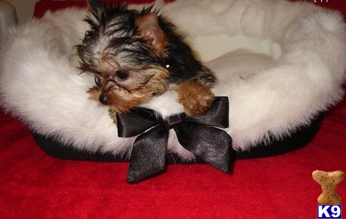 yorkie puppies for sale in springfield ma terrier puppy for sale 4 years yorkie puppies for sale in springfield ma terrier puppy for sale 4 years