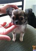 chihuahua puppy posted by monikaguerillo