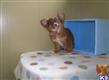 Chihuahua