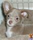 chihuahua puppy posted by monikaguerillo