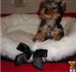 yorkshire terrier puppy posted by monikaguerillo