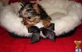 yorkshire terrier puppy posted by monikaguerillo