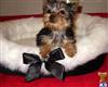 yorkshire terrier puppy posted by monikaguerillo