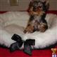 yorkshire terrier puppy posted by monikaguerillo