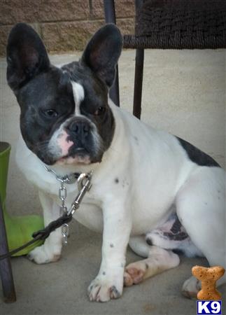 French Bulldog dog