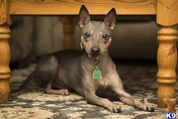 American Hairless Terriers