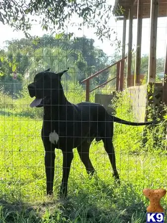 Great Dane stud dog