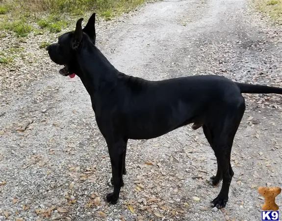 Great Dane stud dog