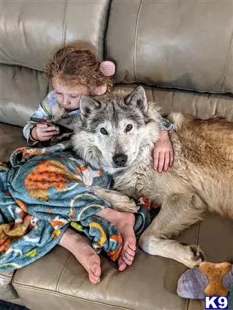 Wolf Dog stud dog: a baby and a wolf dog dog