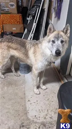 Wolf Dog stud dog: a wolf dog dog standing on a carpet