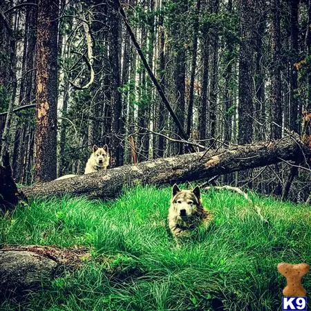 Wolf Dog stud dog: a group of wolves in a forest