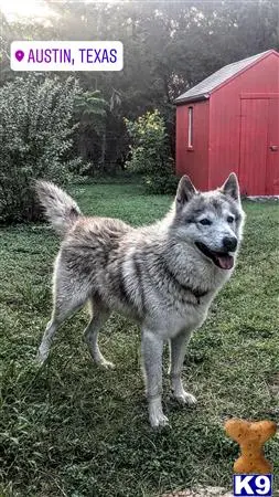 Wolf Dog stud dog: a wolf dog dog standing in a field