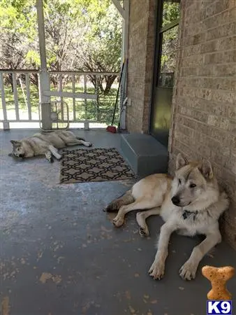 Wolf Dog stud dog: a couple of wolf dog dogs lying on the ground outside a building