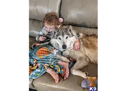 Wolf Dog stud dog: a baby and a wolf dog dog