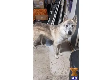 Wolf Dog stud dog: a wolf dog dog standing on a carpet