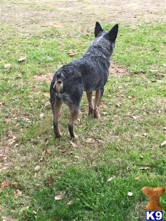 Australian Cattle Dog