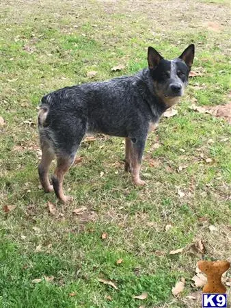 Australian Cattle Dog stud dog